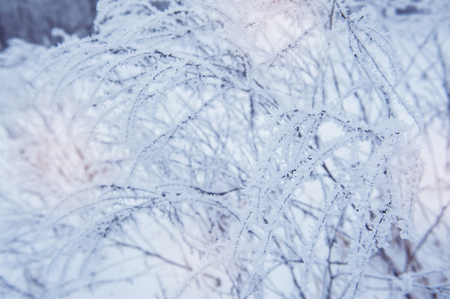 Background of snow. Winter landscapeの写真素材