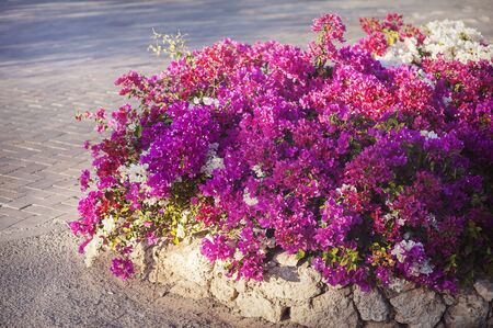 Blooming bougainvillea, exotic flowers pink.の写真素材