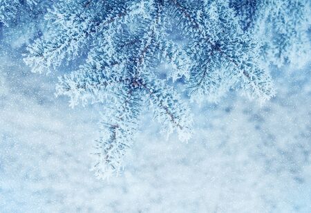 winter background, the snow-covered Christmas tree snowing.