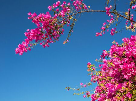 pink bougainvillea flowers against the sky.の写真素材