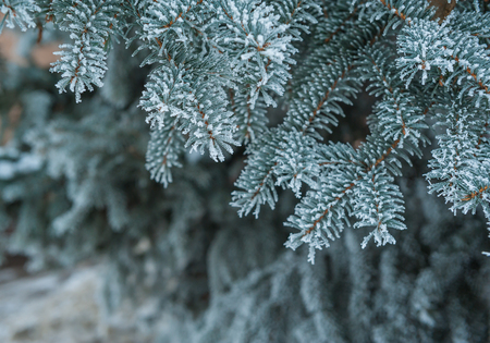 Pine tree covered with frost close-up.の写真素材