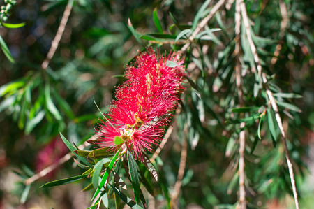 Red flowers exotic of bottle brush tree (Callistemon).の写真素材