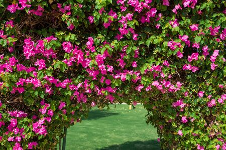 Beautiful arch of red flowers on the hotel.の写真素材