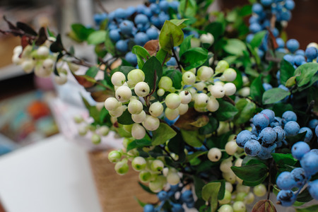 Branch with white and blue berries.の写真素材