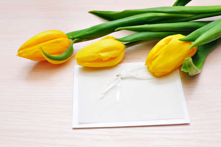 Three yellow tulips with place for your text.