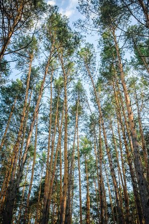 Beautiful autumn forest in summerの写真素材