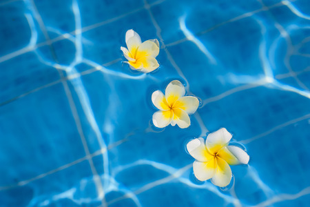 Tropical frangipani flower floating in blue water.の写真素材