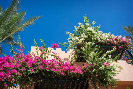 Flowering bougainvillea trees in the summer park.