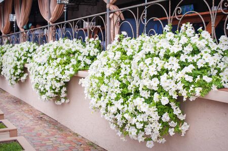 bouquets of white flowers on the street of Lvivの写真素材