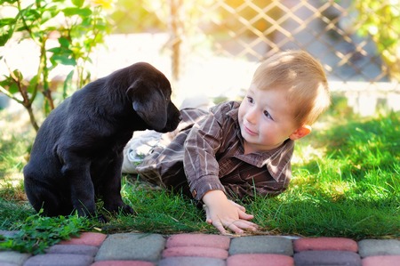little boy playing in the yard with a puppy Labrador.の写真素材