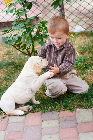 Little boy plays with a white puppy Labrador.の写真素材