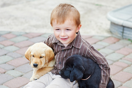 little boy playing outdoor with a two Labrador puppies.の写真素材