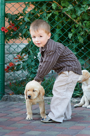 little boy playing with a white Labrador puppy.の写真素材