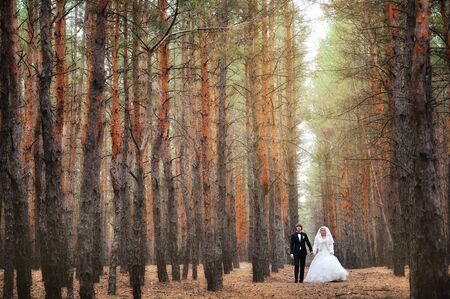 bride and groom in a pine forest in autumnの写真素材