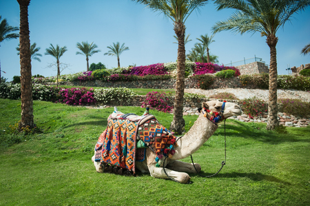 Camel lying on the grass near to palm trees.の写真素材