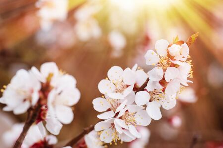 Blooming apple tree beautiful white blossoms in spring garden.の写真素材