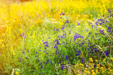 beautiful rural landscape with the sunrise and blossoming meadow.の写真素材