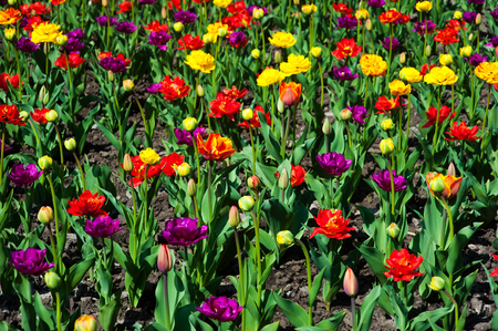 great amount of red  tulips.  tulips in  typical  landscape.の写真素材