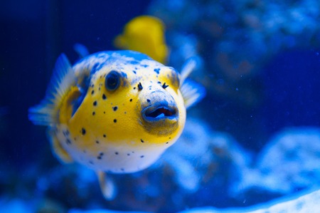 Fugue yellow fish predator of the Red Sea.の写真素材