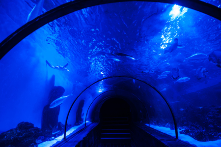 large blue aquarium with swinning fish and turtles.の写真素材