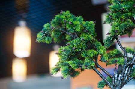 decorative mini tree in cafe for interior.の写真素材