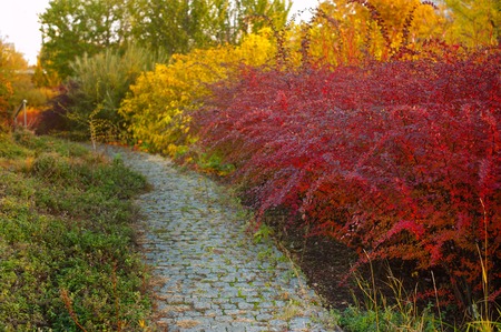Beautiful autumn alley in the park with colorful trees.の写真素材