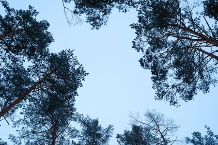 tops of the pine trees against the sky. Winter background