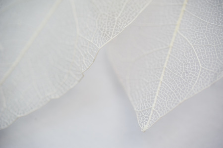 leaf texture tree white background and place for text.の写真素材