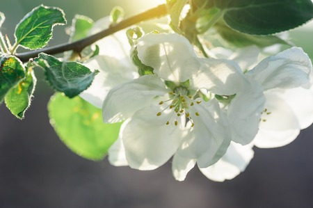 blooming apple trees in a spring gardenの写真素材