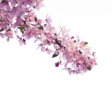 branch of cherry blossoms isolated on white backgroundの写真素材
