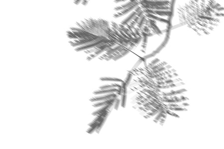 abstract background of shadows palm leaves on a white wall. White and Black for overlay a photo or mockupの写真素材