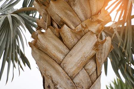 Bark of exotic palm tree texture summer on the background sunsetの写真素材
