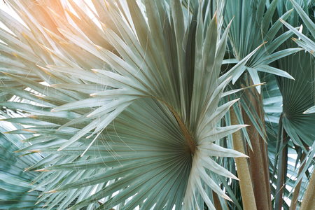 Beautiful tropical leaf texture, green foliage natural background of green grass and exotic leaves gardenの写真素材