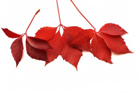 Autumn colorful leaves isalated on white background. Top view. Fall flat lay with place for your textの写真素材