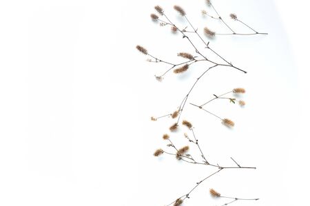 Isolated autumn plants with place for your text on white background. fall flat lay, top view...