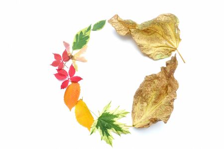 Autumn leaves frame wreath and fall elements with place for your text on white background. Decor for...