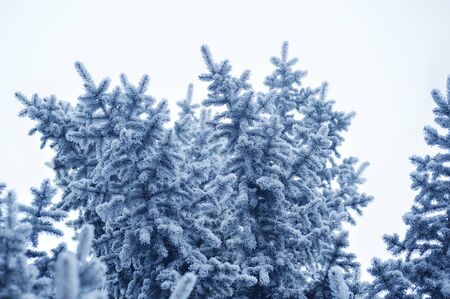 Background with snow-covered pine branch on white background. Christmas greeting card with place for your text.の写真素材