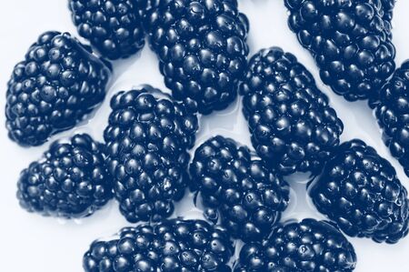 fresh berry blackberry on white background. Classic blue toning trend 2020 colorの写真素材