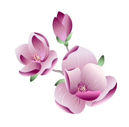 Vector beautiful gradient pink magnolia flowers on a branch on white background for wedding or greeting card, banner, poster design. Spring concept, Realistic vector fileのイラスト素材