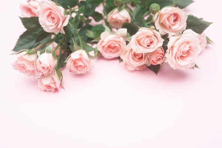 empty pink paper sheet and buds of pink roses, festive background, copy spaceの写真素材