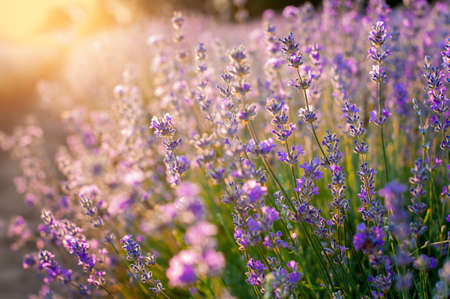 lavender flowers Sunset over a summer purple lavender field background. Bunch of scented flowers in the lavanda fieldsの写真素材