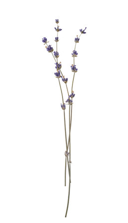 Sprigs of dried lavender herbarium flowers isolated cut out on a transparent background, perfect for adding a touch of rustic charm to designsの写真素材