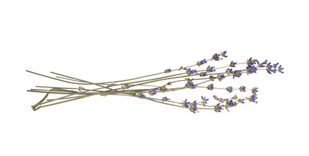 Sprigs of dried lavender flowers isolated cut out on a transparent background, perfect for adding a touch of scrapbooking rustic provence charm to designsの写真素材
