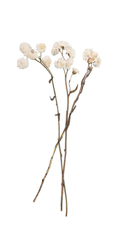 Delicate white dried flowers herbarium resting cut out on transparent background surface, lending rustic vintage charm to minimalist graphic vintage compositionsの写真素材