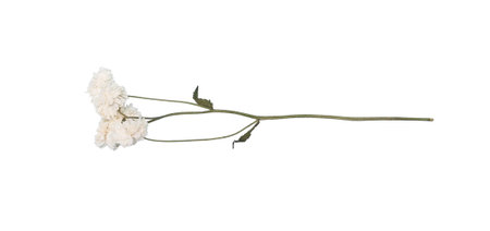 Delicate white dried macro flower herbarium vintage blooming against cut out transparent background, featuring slender stem and soft, graceful petalsの写真素材