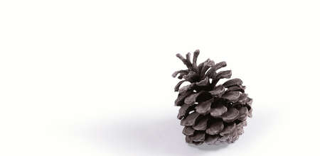 Isolated pine nut on white background. fit for your design element.
