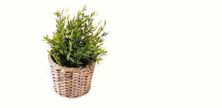 Isolated office plant on wooden bowl . fit for your design element.