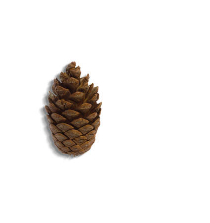 Top up view of pine cones isolated on white background. suitable for your design element.の写真素材