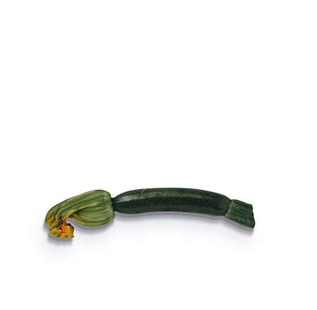 Close up view of fresh zucchini flower isolated on white background. added copy space for text.の写真素材
