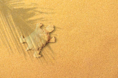 Turtle sand sclupture on a holiday beach made out of beachsand.の写真素材